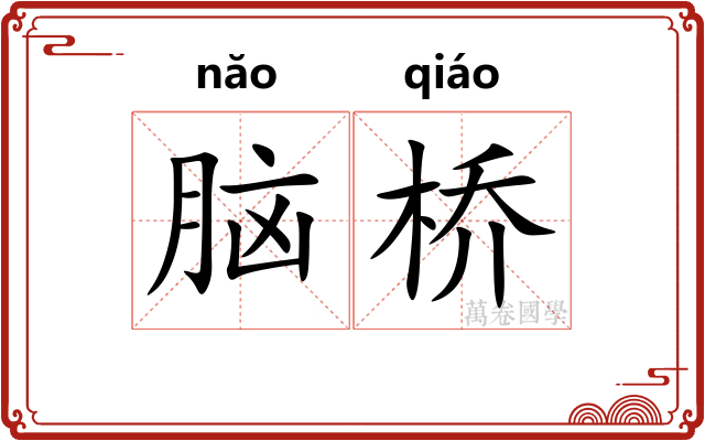 脑桥